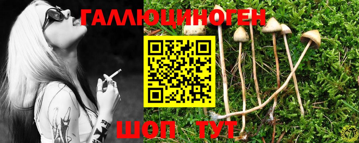 Галлюциногенные грибы Psilocybe Чапаевск
